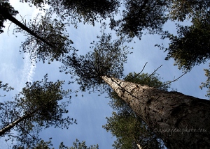 Pine Woods & Sky