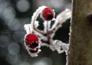 Frosty Berries