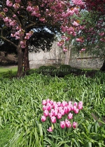 Pink Blossom and Tulips