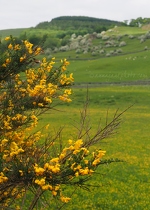 Gorse and Hawthorn