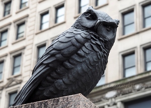Herald Square Owl