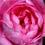 20070528-rainy-pink-rose.jpg