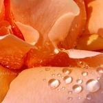 20070722-droplets-rose.jpg