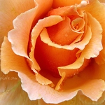 20070715-peach-rose.jpg