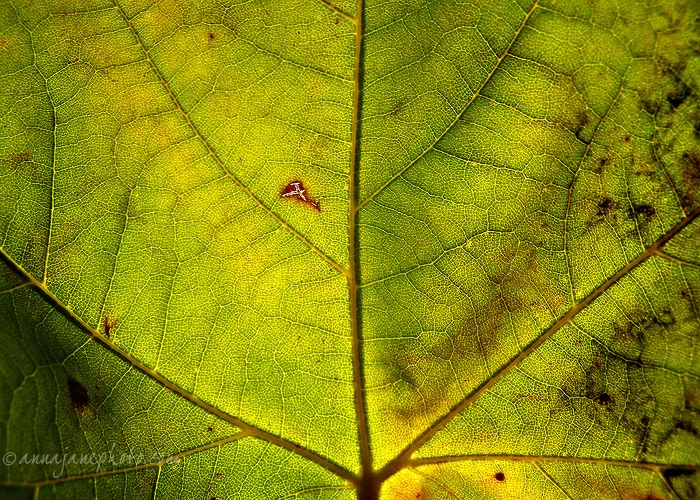 20071017-autumn-leaves-green.jpg