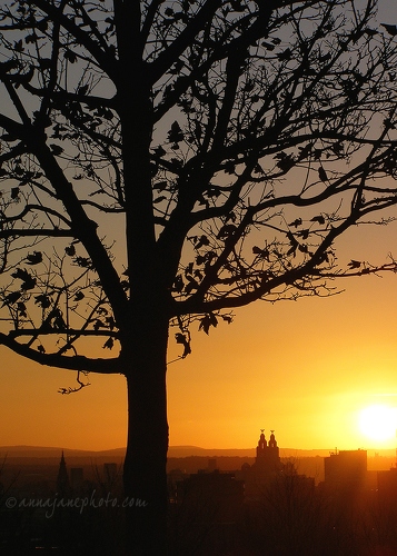 20071123-liverpool-tree-sunset.jpg