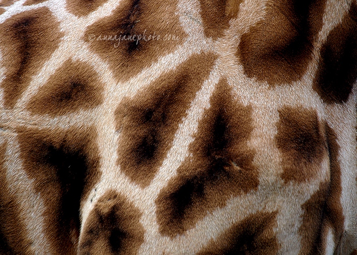 20080317-giraffe-skin.jpg