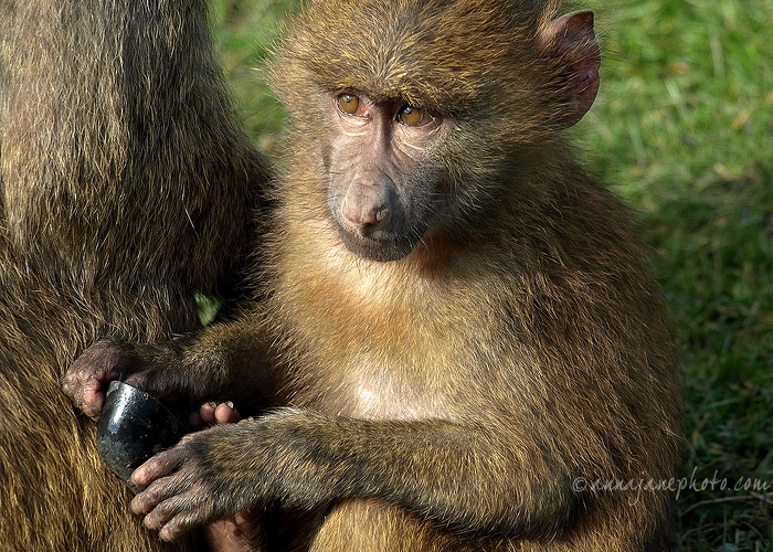 20080404-baby-baboon.jpg