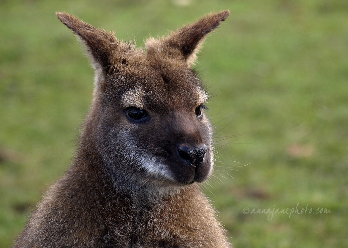 20080404-wallaby.jpg