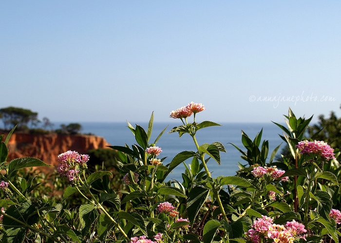 20080610-flowers-and-sea.jpg