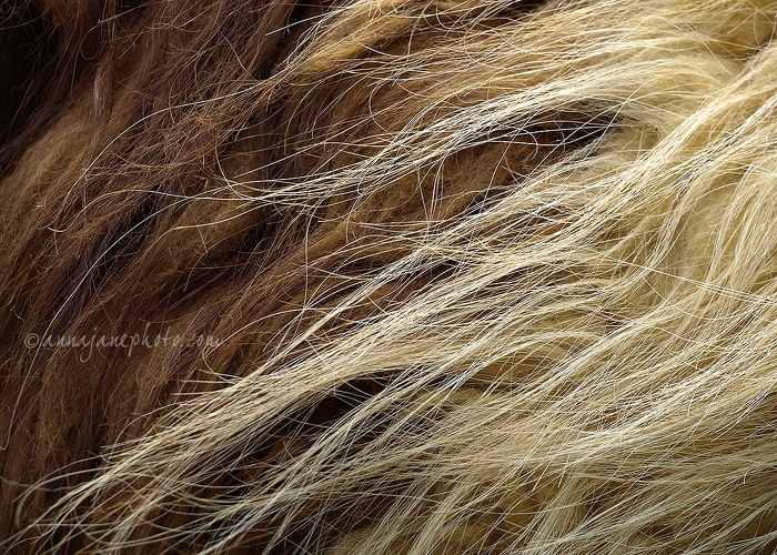 20080620-llama-hair.jpg