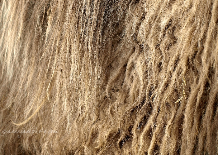 20080404-camel-hair.jpg