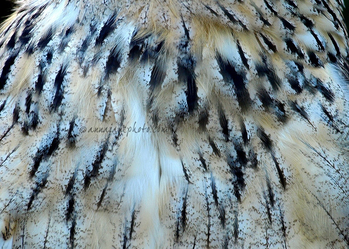 20081108-eagle-owl-feathers.jpg