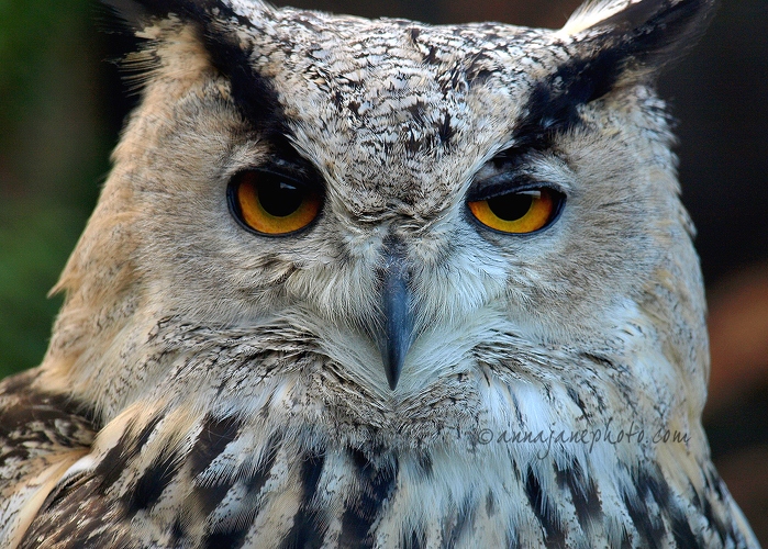 20081108-rock-eagle-owl.jpg