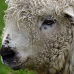 20081108-greyface-dartmoor-sheep.jpg