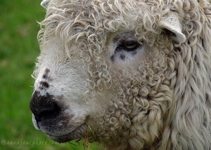 Greyface Dartmoor Sheep
