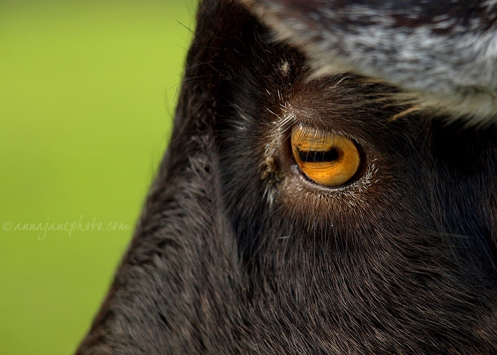 20081108-goat-portrait.jpg