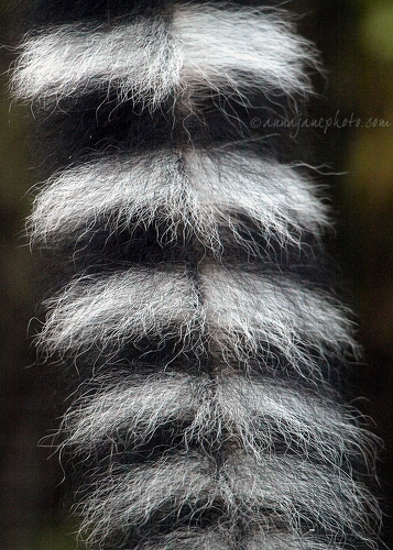 20081224-ring-tailed-lemur.jpg