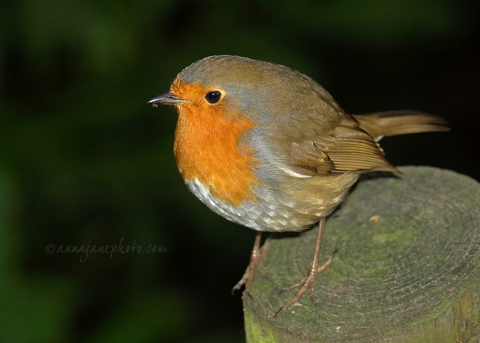 20081225-robin.jpg