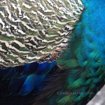 20090116 Peacock Feathers 1200px.jpg