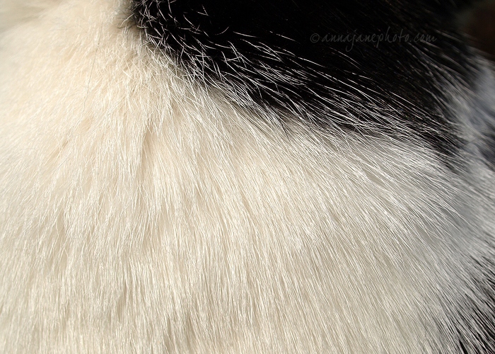 20090412-cat-fur.jpg