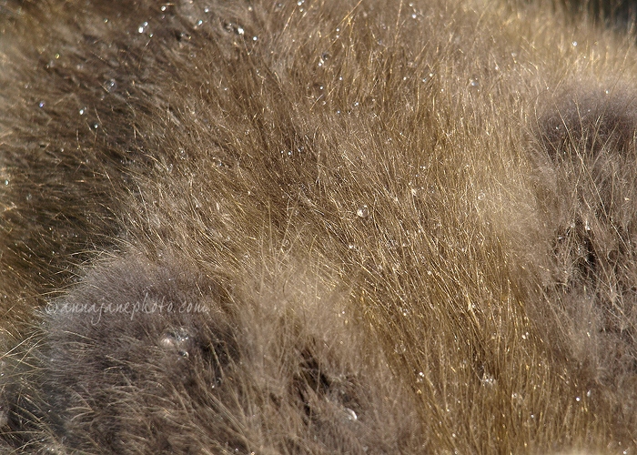 20090604-gosling-feathers.jpg