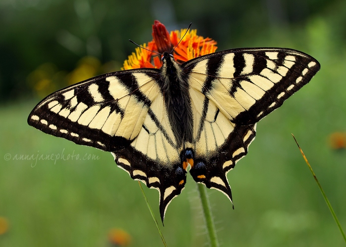 20090625-tiger-swallowtail-butterfly.jpg