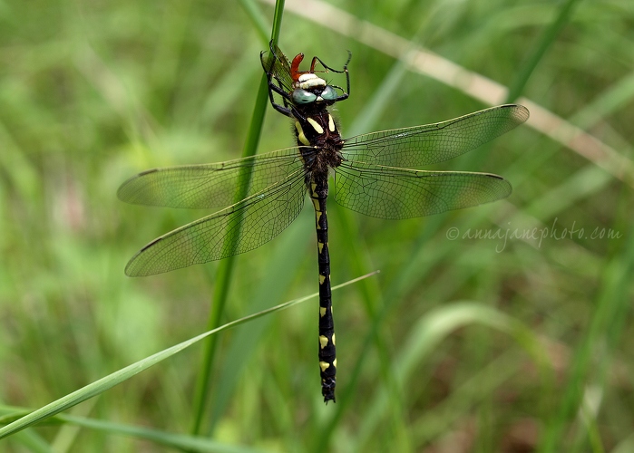 20090625-dragonfly.jpg