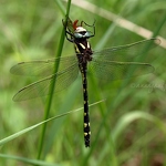 20090625-dragonfly.jpg