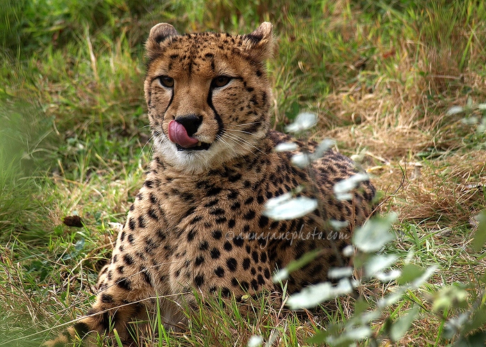 20091017-cheetah.jpg