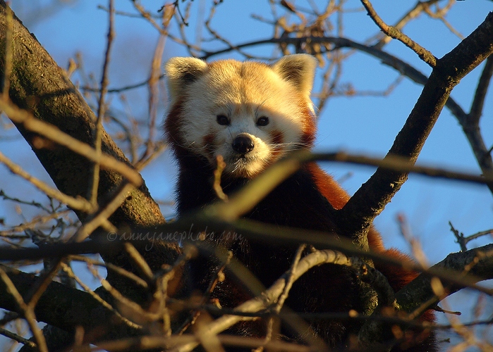 20091218-red-panda.jpg