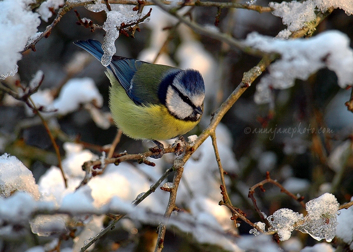 20100108-blue-tit-snow.jpg