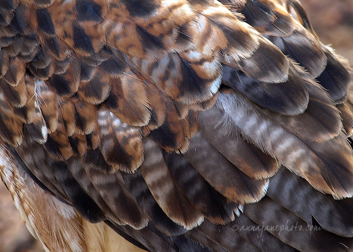 20100404-red-tail-buzzard-feathers.jpg