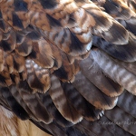 20100404-red-tail-buzzard-feathers.jpg