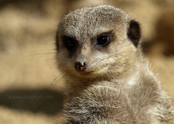 20100404-meerkat.jpg