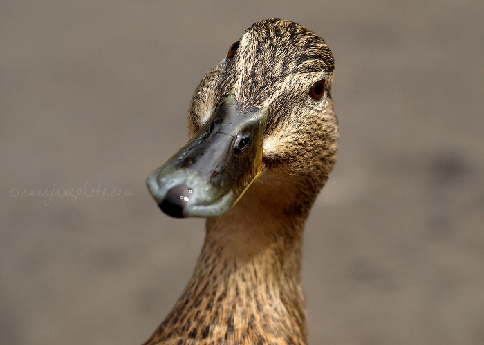 20100423-curious-mallard-hen.jpg