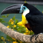 20100502-channel-billed-toucan.jpg