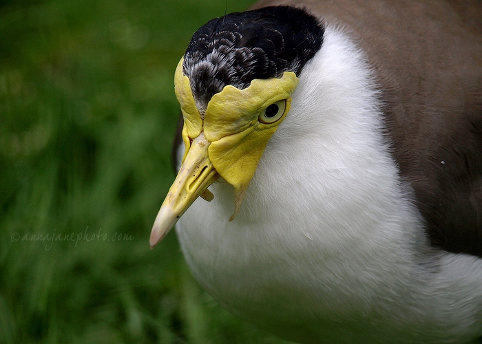 20100502-masked-lapwing.jpg