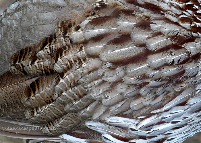 20100502-erckels-francolin-feathers.jpg