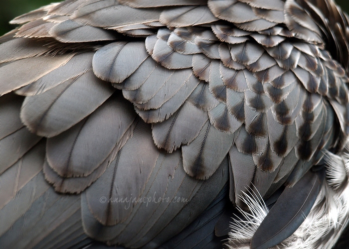 20100502-western-plantain-eater-feathers.jpg