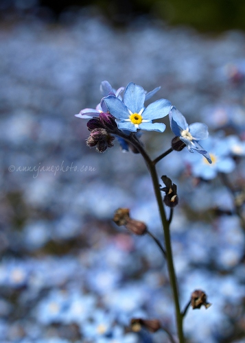 20100515-forget-me-nots.jpg