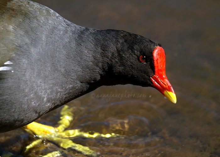 20100528-moorhen.jpg