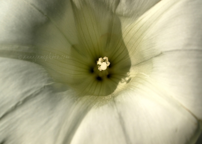 20101010-bindweed.jpg