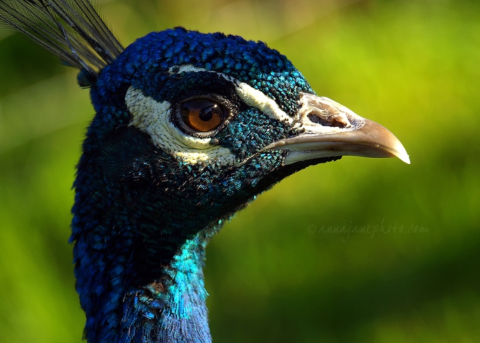 20101010-peacock.jpg