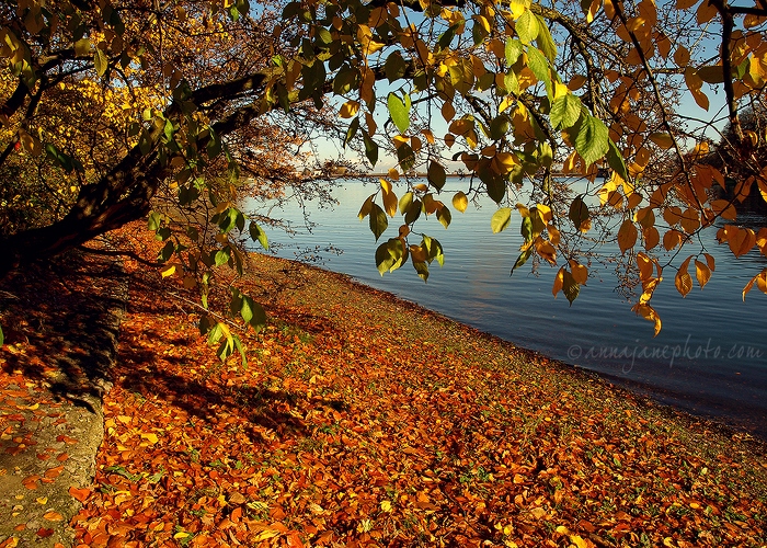 20101106-trees-edgbaston-reservoir.jpg