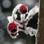 Frosty Berries