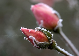 Frozen Rosebuds