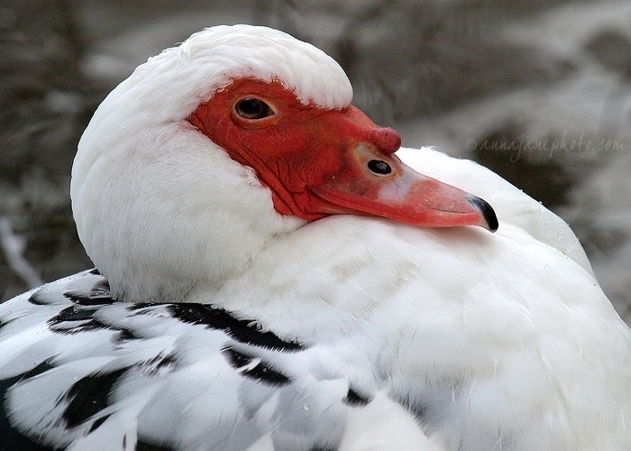 20101218-muscovy-duck.jpg