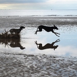 20110321-leaping-dogs.jpg