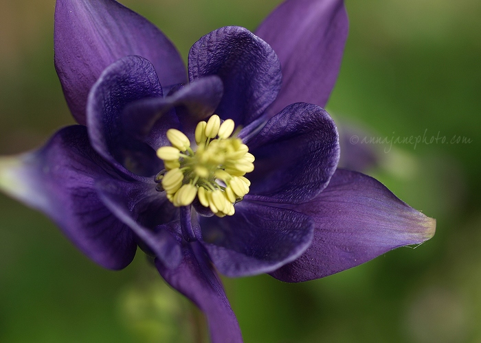 20110424-aquilegia.jpg